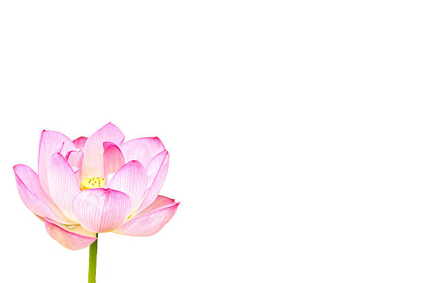 istock The Lotus Flower 626442924