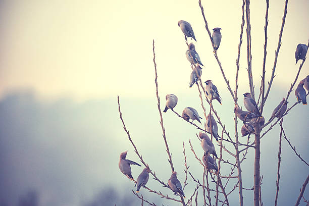 Group of Bohemian waxwing sitting on a tree in winter