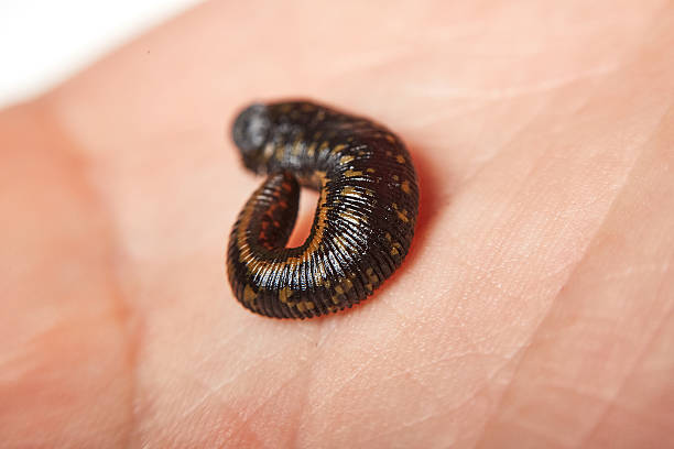 istock Closeup leech for hirudotherapy on man's hand 626446668