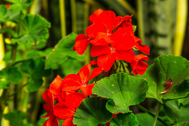 istock beautiful orange flower 626447134