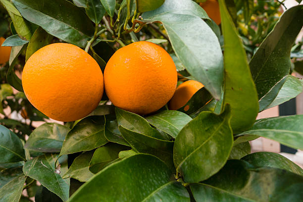istock Orange fruits on trees 626447612