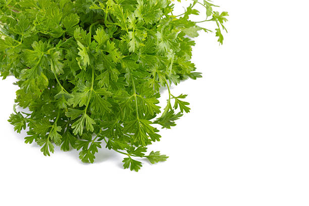 istock Bunch of fresh coriander leaves over white background. 626447698
