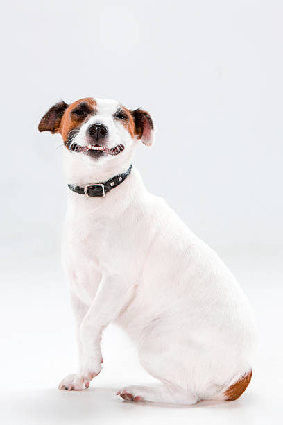 istock Small Jack Russell Terrier sitting on white 626447854