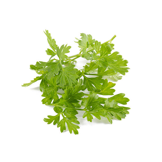 istock Bunch of fresh coriander leaves over white background. 626447866