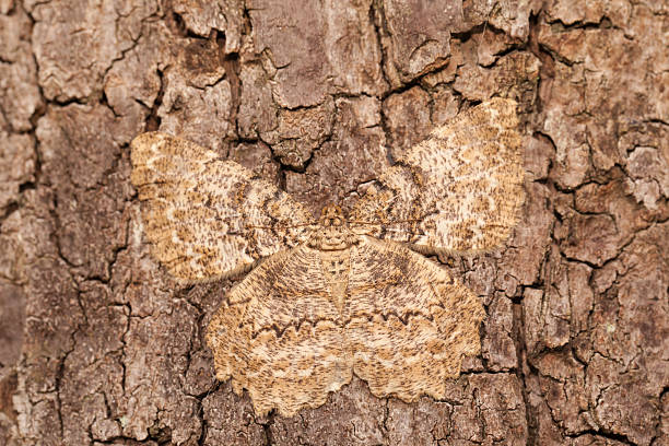 Moth camouflage close up stock photo