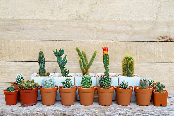 istock Cactus Plants on Wood Background 626448590