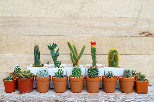 Cactus Plants on Wood Background