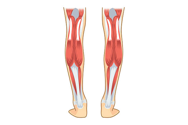 illustrazioni stock, clip art, cartoni animati e icone di tendenza di muscolo del polpaccio umano. - human limb