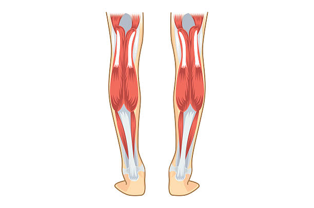 인간의 종아리 근육. - human limb stock illustrations