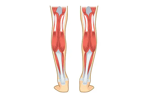 Vector illustration of Calf Muscle of human.