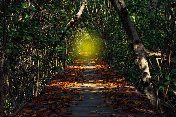 istock The Nature Trail 626449560
