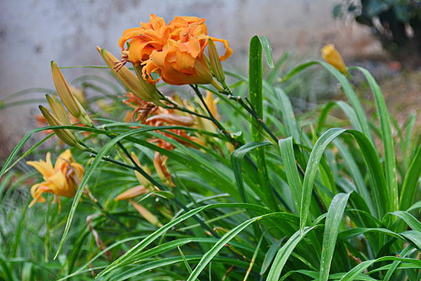 istock beautiful orange color hemerocallis 626449658