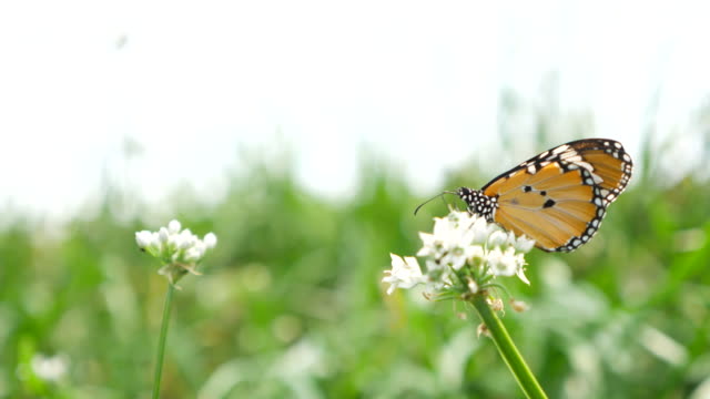Butterfly in flower field