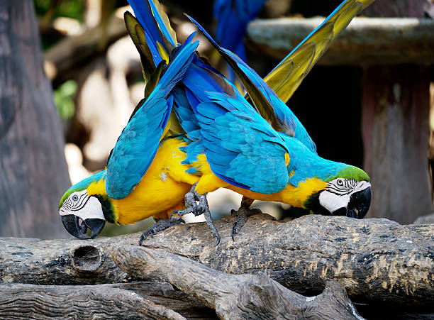 istock Couple of macaws in romance scene. 626455026