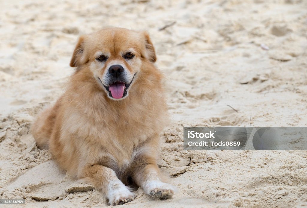 Looking Dog Closeup of brown dog wtih white sand in background. Animal Stock Photo