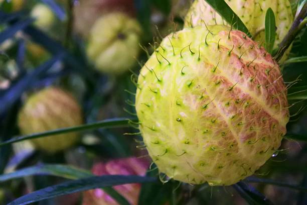 istock Asclepias physocarpa fruit-shaped balloons 626458380
