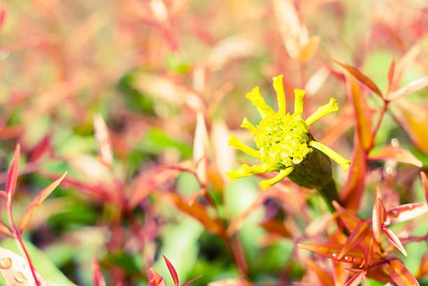 Vintage landscape nature flower background, Yellow flower with light bokeh nature blure background