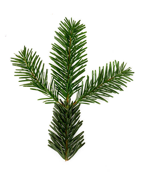 istock Green fir branch against white background 626461942