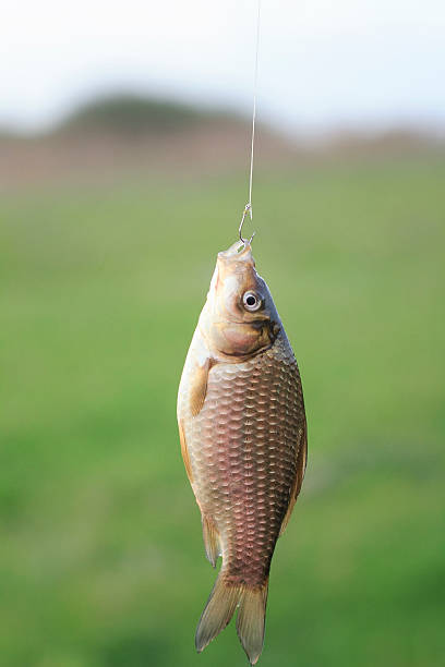 istock little goldfish carp caught hanging on the hook 626462174