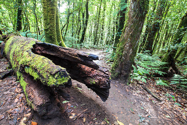 istock Rainforest travel at Kew-Mae-Pan, Thailand 626462988