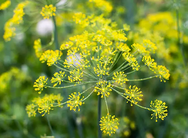 Yellow flowers of dill (Anethum graveolens). Close up.