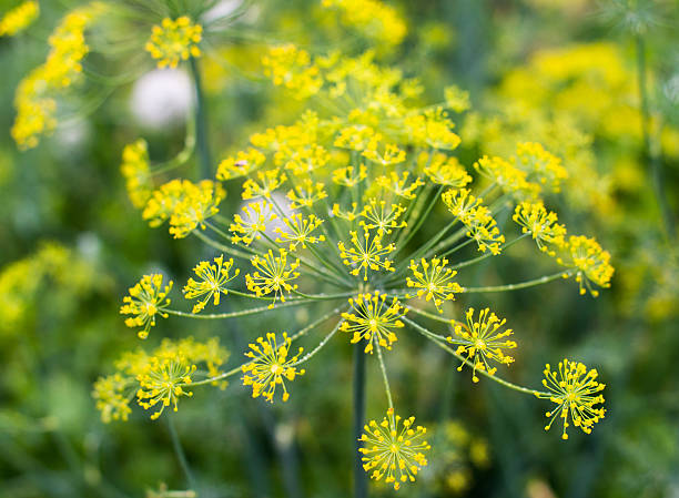 желтый dill цветы - fennel plant herb cultivated стоковые фото и изображения