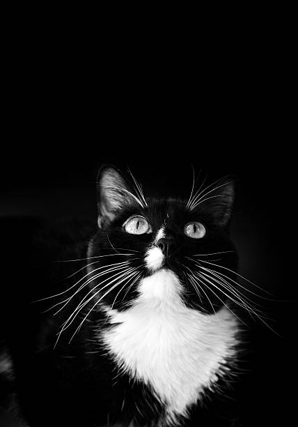 istock Looking up black and white cat on black background. 626463442