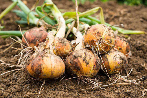 Freshly dug onion bulbs on the ground