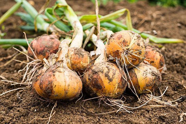 Freshly dug onion bulbs stock photo