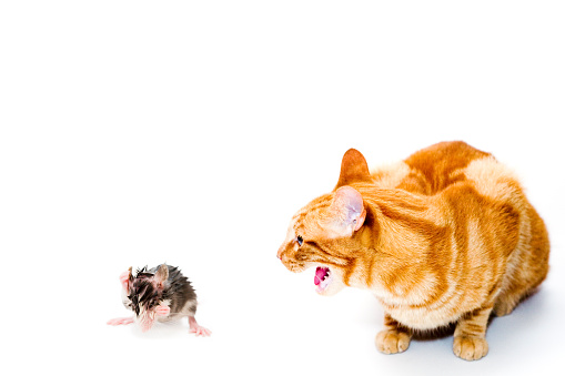 Cute bicolor rat with a chihuahua on white background