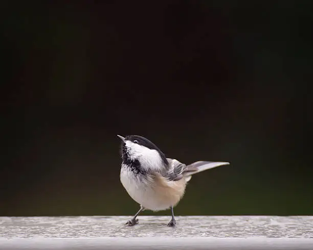 Cute chickdee bird.