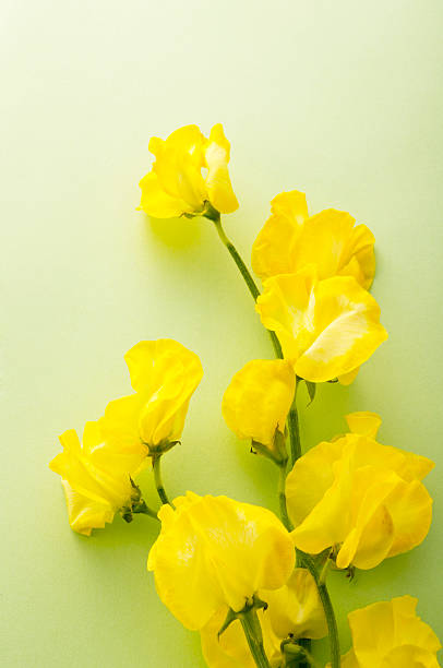 istock Bunch of flowers 626466474
