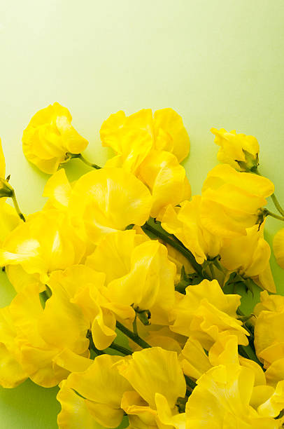 istock Bunch of flowers 626466516