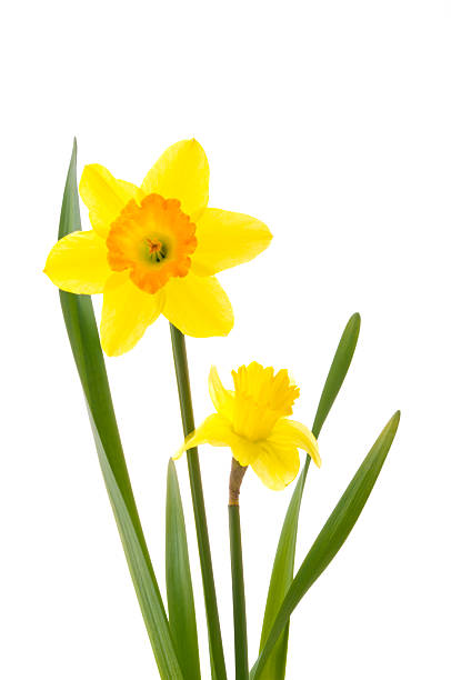 istock Bunch of flowers 626466734