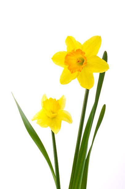 istock Bunch of flowers 626466754