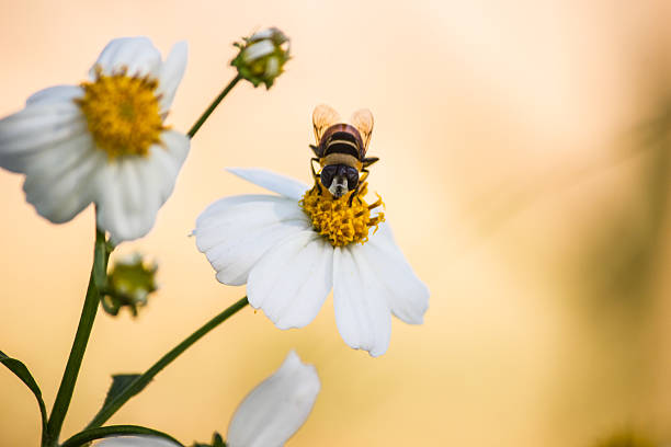 nahaufnahme niedliche blume fliegt auf einer daisy blume - hoverfly nature white yellow stock-fotos und bilder