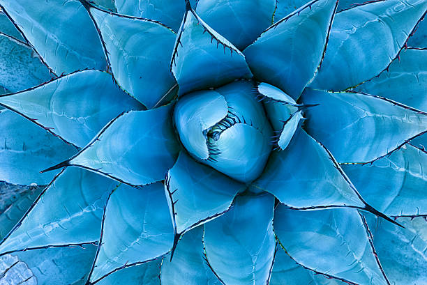 blaue agave  - mirrored pattern stock-fotos und bilder