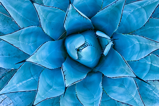 Planta azul del Agave  photo