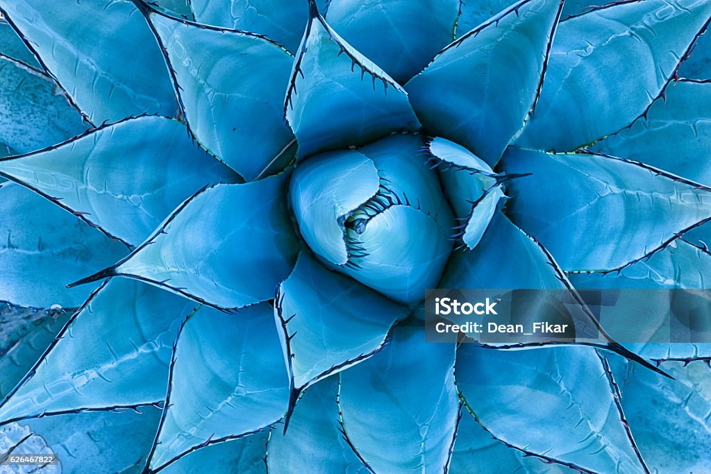 Blue Agave Plant Closeup view of a blue agave plant as seen from directly above Nature Stock Photo