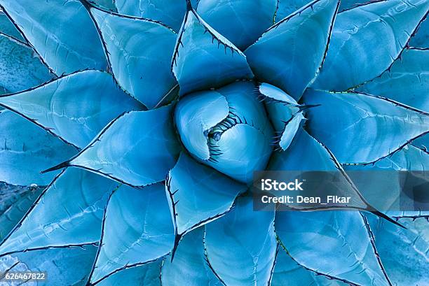 Blue Agave Plant Stock Photo - Download Image Now - Nature, Blue, Mexico