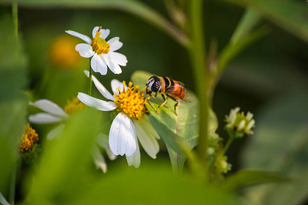 gros planez de jolies mouches à fleurs sur une fleur de marguerite - hoverfly nature white yellow photos et images de collection