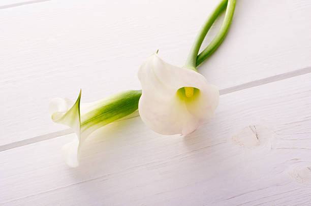 istock Bunch of tulips 626468142