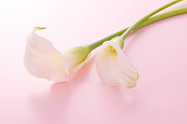 istock Bunch of flowers 626468600