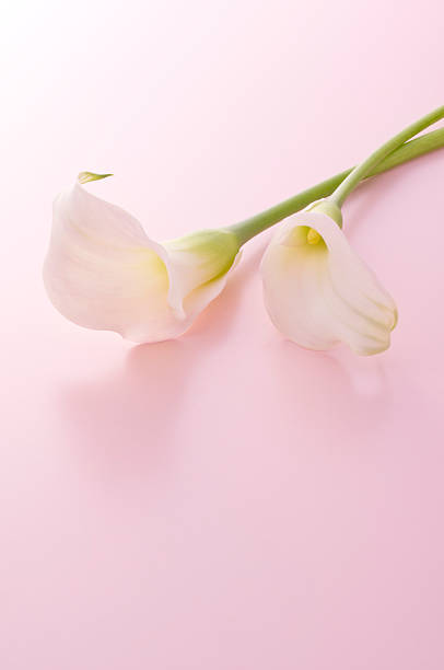 istock Bunch of flowers 626468636