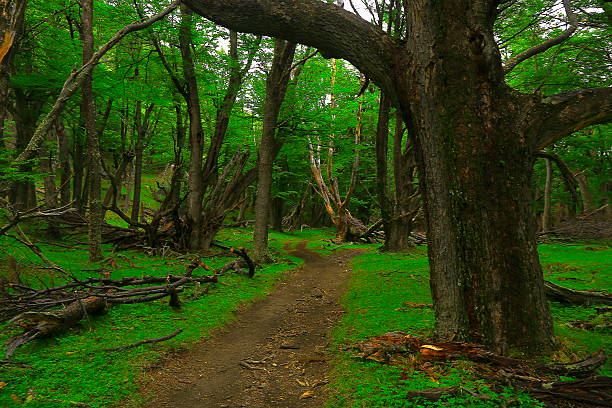 Patagonia landscape: Forest trees, trail into green woodland, El Chalten - los glaciares national park - Argentina