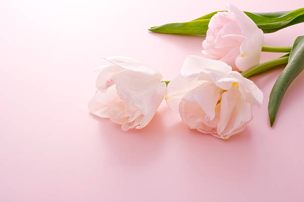 istock Bunch of tulips 626468980
