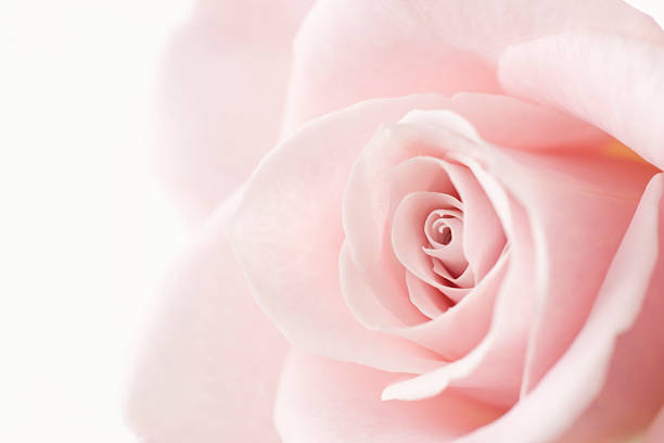 istock Bunch of roses 626469286
