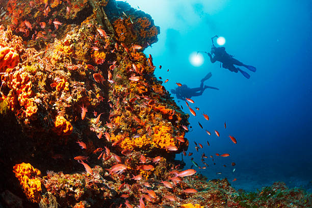 istock Underwater  Scuba diver enjoy  Explore coral reef   Sea life   Sponge 626469526