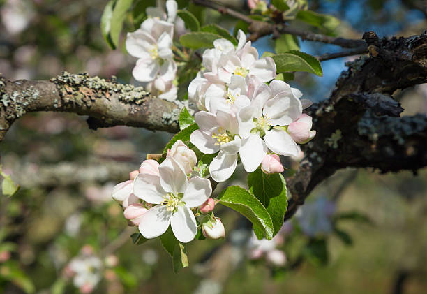istock Branch of a blossoming Apple tree 626486688