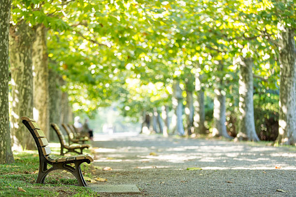 istock Plantanus trees in Japan 626486690